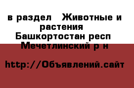  в раздел : Животные и растения . Башкортостан респ.,Мечетлинский р-н